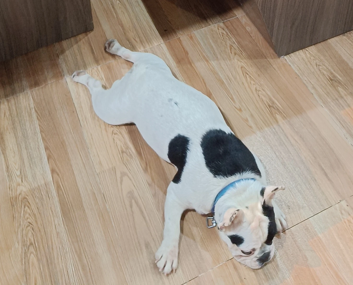 Milk, the homestay dog in Sapa, sprawled on the wooden floor